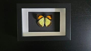Vlinder Taxidermie volledige montage - Colotis sp. – Yellow