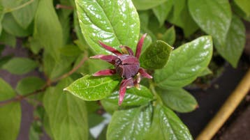 Calycanthus floridus Specerijstruik in pot €15, Ophalen, Overige soorten, Struik