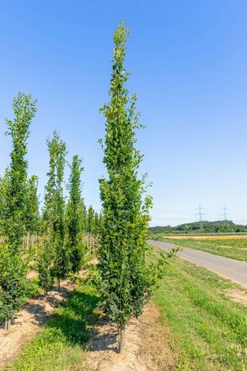 Quercus robur Fastigiata beveerd