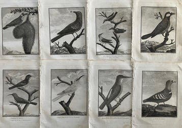 Gestochen von Fessart, nach Pierre Sonnerat - Vögel - 8