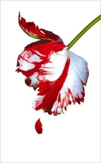 Nieuwe Maan - NL - Stephenie Meyer - Paperback - Witte, Boeken, Ophalen of Verzenden, Nieuw