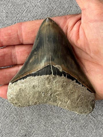 Megalodon tand 10,2 cm - Fossiele tand - Carcharocles, Verzamelen, Mineralen en Fossielen