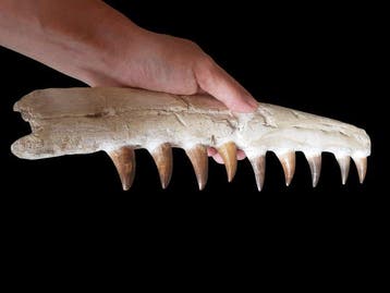 Mosasaurus - Fossiele tanden - 9 cm - 36 cm, Verzamelen, Mineralen en Fossielen
