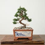 Bonsai van een Kishu-juniper in een met de hand getekende, Antiek en Kunst