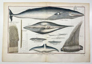 Robert Bénard (1734–1793) - Beaked Whale with Baleen and, Antiek en Kunst