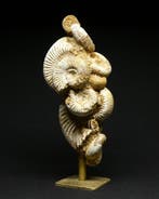 Ammoniet - Gefossiliseerd dier - Perisphinctes sp. - 12 cm, Verzamelen, Mineralen en Fossielen