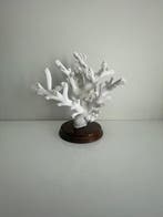 Koraal Koraal - Dendrophyllia ramea (Zonder minimumprijs)