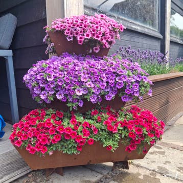 Bloementoren-hoek, 100 cm of meer, Verzenden, Nieuw, Balkon