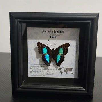 Vlinder Taxidermie volledige montage - Doxocopa cherubina -, Nieuw