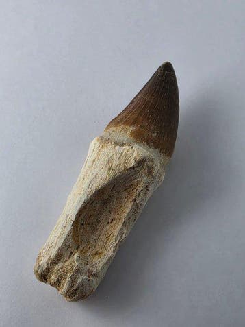 Mosasaurus - Fossiele tand - 9 cm (Zonder minimumprijs)