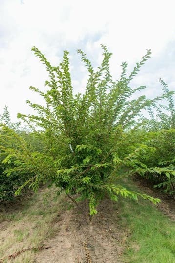 Prunus x subhirtella Autumnalis meerstammig 300-350