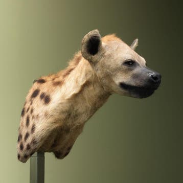 Gevlekte Hyena Taxidermie Opgezette Dieren By Max, Verzamelen, Ophalen of Verzenden, Nieuw, Wild dier, Opgezet dier