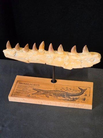Mosasaurus - Fossiele tand - Mosasaur Jaw Section with Teeth, Verzamelen