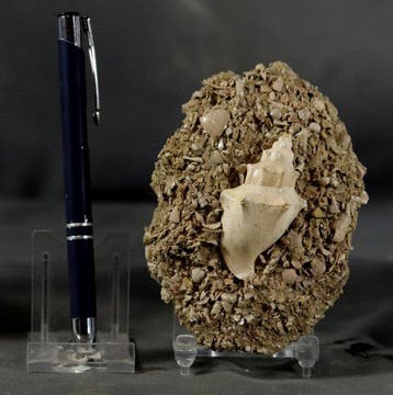 Uitzonderlijke fossiele schelp - op oorspronkelijke matrix -, Verzamelen, Mineralen en Fossielen