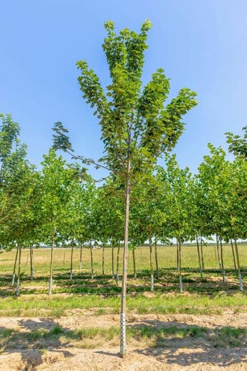 Acer pseudoplatanus Bruchem hoogstam