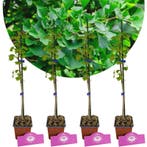 Ginkgo biloba + pot 9cm 4 pcs, Verzenden, Volle zon