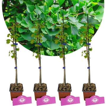 Ginkgo biloba + pot 9cm 4 pcs, Tuin en Terras, Verzenden, Volle zon