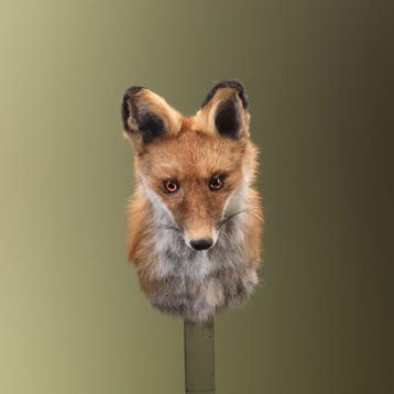 Vos Taxidermie Opgezette Dieren By Max, Verzamelen, Ophalen of Verzenden, Nieuw, Wild dier, Opgezet dier