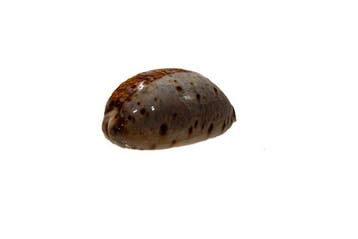 Lyncina (Cypraea) lynx - Lynx-schelp - Uitzonderlijk GEM, Nieuw