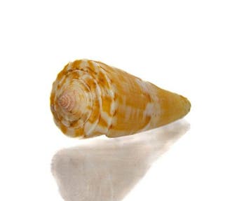 Conus voluminalis kegelslak – elegante verzamelbehuizing van, Nieuw