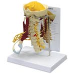 Anatomie model cervicale wervelkolom met spieren, Nieuw