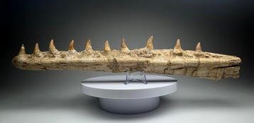 Mosasaurus - Gefossiliseerde kaak - 43 cm - 7.5 cm, Verzamelen, Mineralen en Fossielen