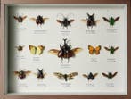Collectie van memorabilia - Japanse insectenexemplaar