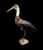 Afrikaanse wollignekreiger, opgezette reiger op een museale, Nieuw