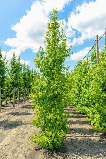Liquidambar styraciflua beveerd 10/12