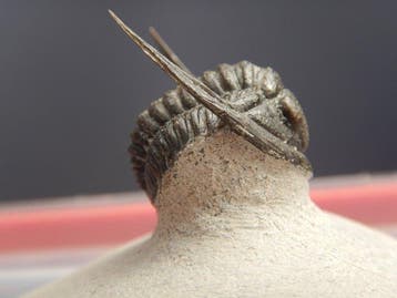Fossiel - Fossiel skelet - Cornuproetus cornutus - 3.5 cm