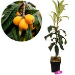 Eriobotrya japonica + Pot 23cm, Verzenden, Volle zon