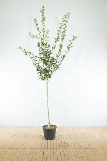 Crataegus x lavalleei Carrierei hoogstam 12/14