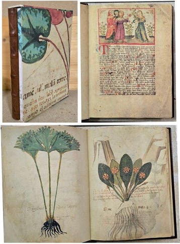 Facsimile. Antonio Guarnerino da Padova - Herbe Pincte.