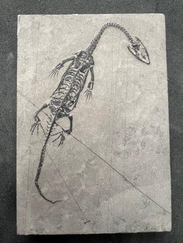 Zeereptiel - Gefossiliseerd dier - Fossile de Keichousaurus, Verzamelen