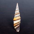 Prachtige schelp, verzamelobject Zeeschelp - Vexillum regina, Nieuw
