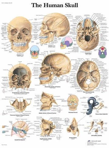 Anatomie poster schedel (gelamineerd, 50x67 cm), Nieuw