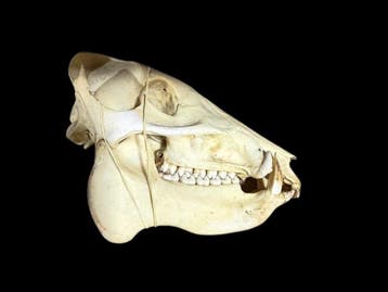 Halsbandpekari Taxidermie volledige montage - Pecari tajacu, Nieuw