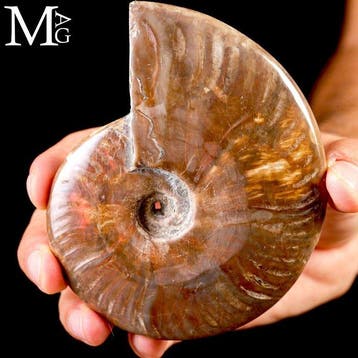 Roodvuur iriserende Cleoniceras-ammoniet uit de