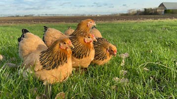 Jonge tamme krielkippen hennen veel keus, gesekst en ingeënt, Dieren en Toebehoren, Meerdere dieren, Kip