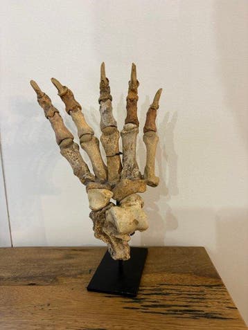 Holenbeer - Fossiel skelet - Ursus Spelaeus - 218 cm, Verzamelen