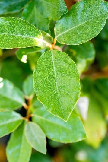 Elaeagnus ebbingei Compacta leiboom 8/10 120cm stam 150b x