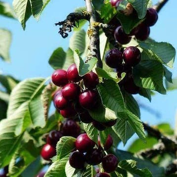 Kersenbomen | Eigen kwekerij voorraad | BetuweBomen