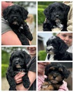 supergave kruising pups boomer x tibetaanse terrier, Parvo, Nederland, 8 tot 15 weken, Meerdere