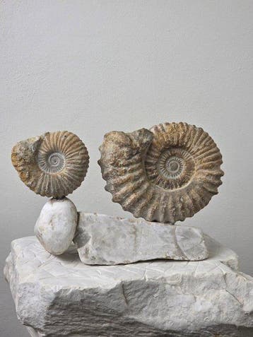 Ammoniet - Gefossiliseerd dier - Coppia di Ammoniti