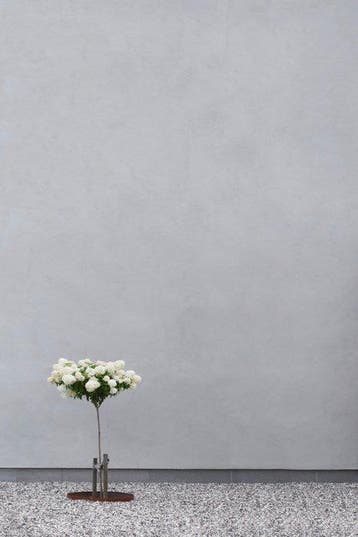 Marcus Cederberg - Tiny tree