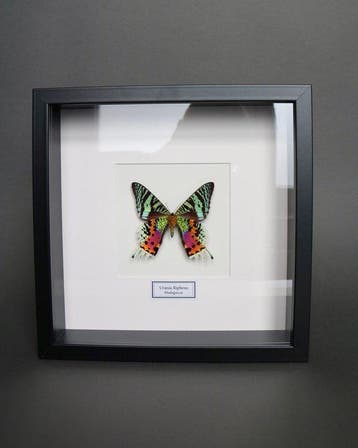 Vlinder Taxidermie volledige montage - Urania ripheus - 25