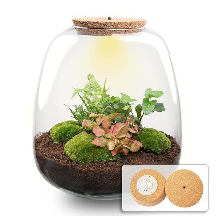 Planten terrarium - Emma - DIY kit -  25 cm - Ø 23 cm - Hed, Tuin en Terras, Bloembollen en Zaden, Verzenden