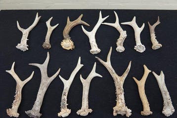 Roebuck Antlers Schedel - Capreolus capreolus - 0 cm - 0 cm, Nieuw