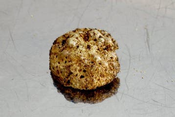 Goud Natuurlijk goud, gouden balletje, of sponsachtig goud-