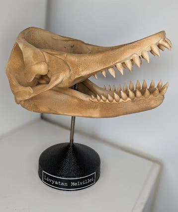 Fossiele schedel - Livyatan Melvillei - Museum-Grade Replica